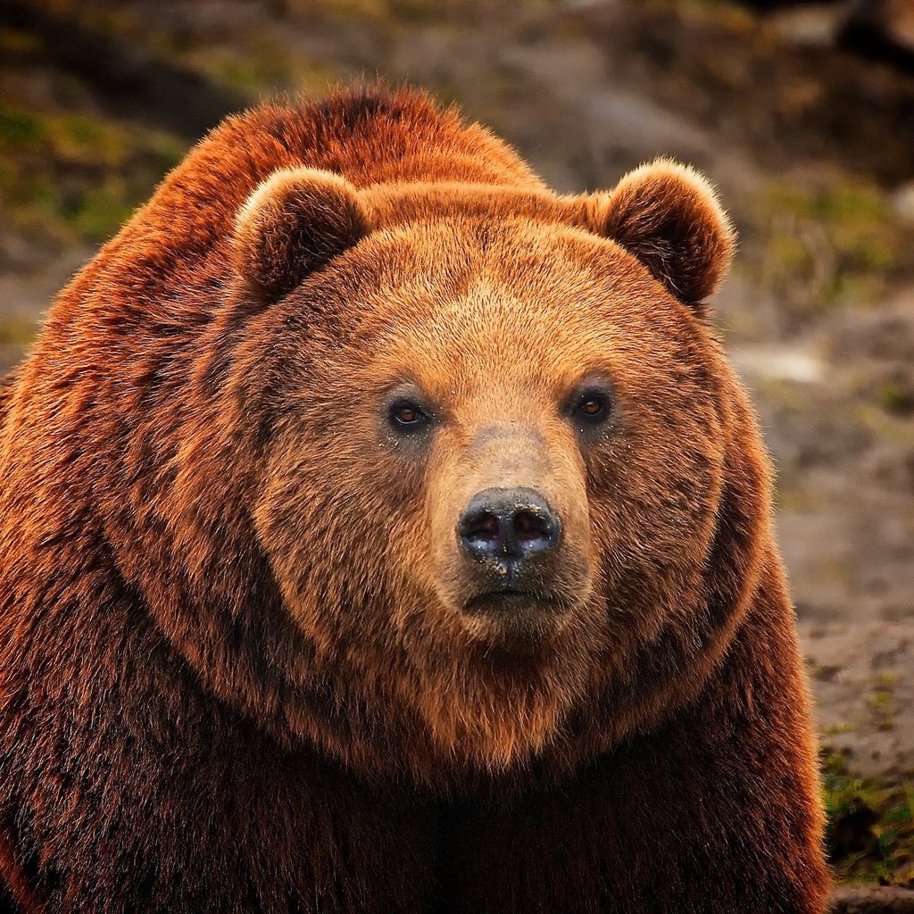 Обои морда, шерсть, взгляд, медведь, мех, бурый, face, wool, look, bear, fur, brown разрешение 2048x1371 Загрузить