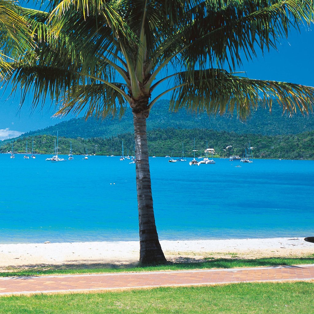 Обои пляж, яхты, пальмы, тропики, beach, yachts, palm trees, tropics разрешение 1920x1080 Загрузить