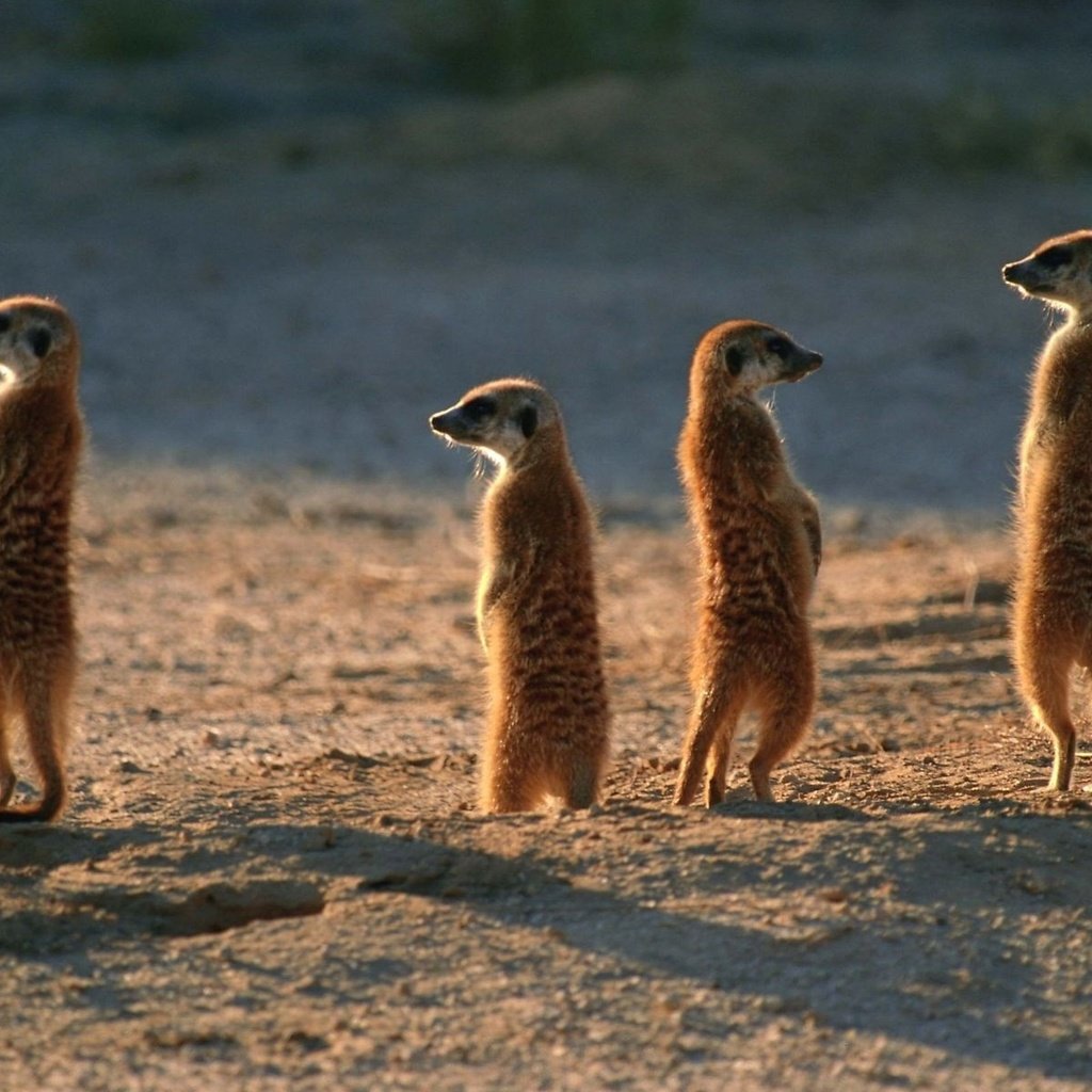 Обои животные, пустыня, сурикаты, семейка, караул, animals, desert, meerkats, family, guard разрешение 1920x1200 Загрузить