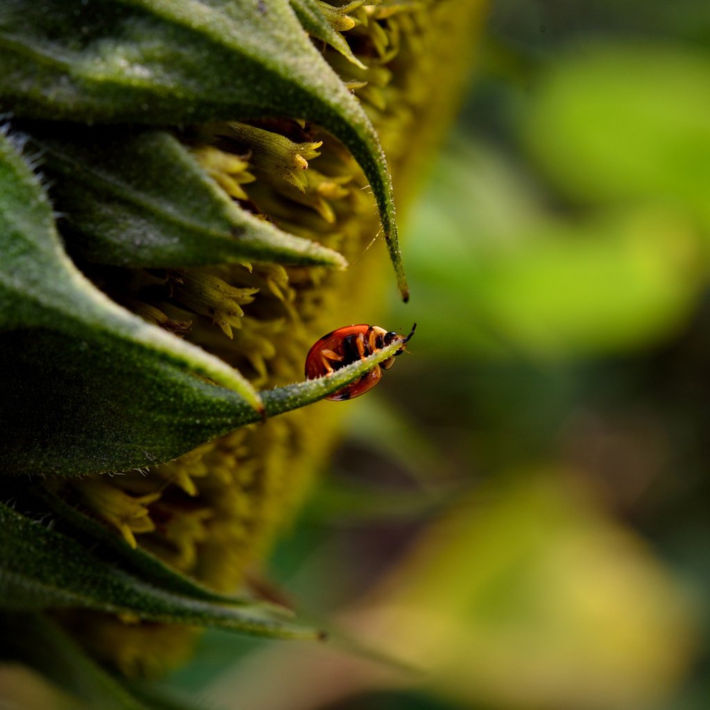 Обои макро, насекомое, цветок, подсолнух, божья коровка, macro, insect, flower, sunflower, ladybug разрешение 2048x1367 Загрузить