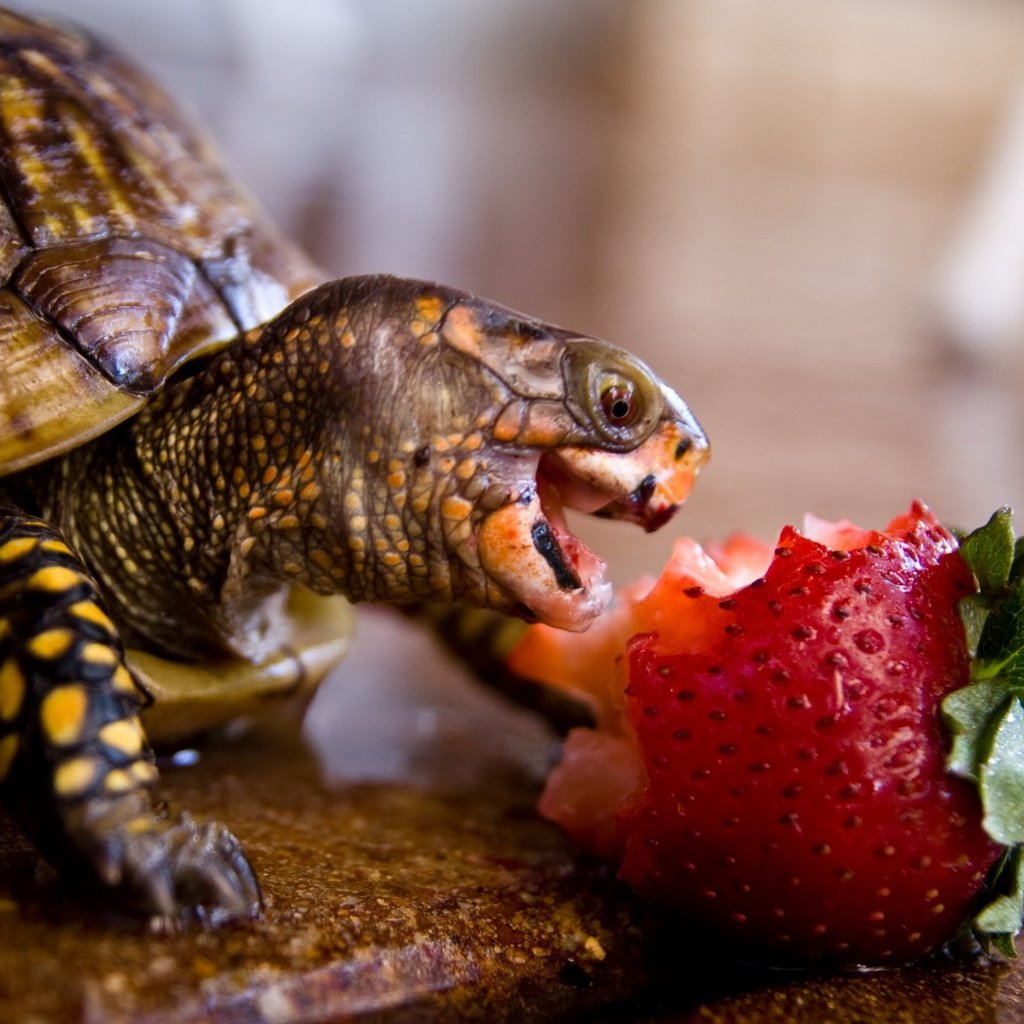 Обои животные, клубника, черепаха, панцирь, обед, рептилия, animals, strawberry, turtle, shell, lunch, reptile разрешение 1920x1200 Загрузить