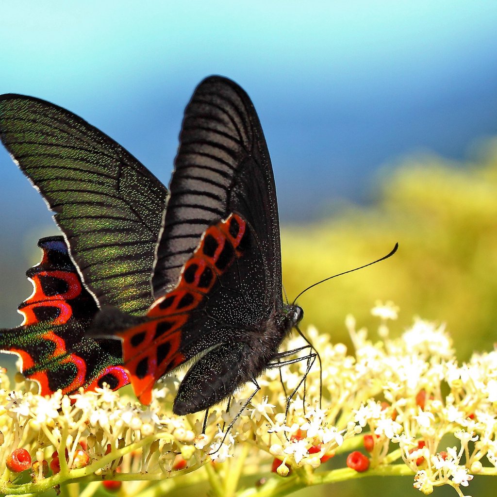 Обои цветы, макро, бабочка, крылья, насекомые, размытость, flowers, macro, butterfly, wings, insects, blur разрешение 2048x1366 Загрузить