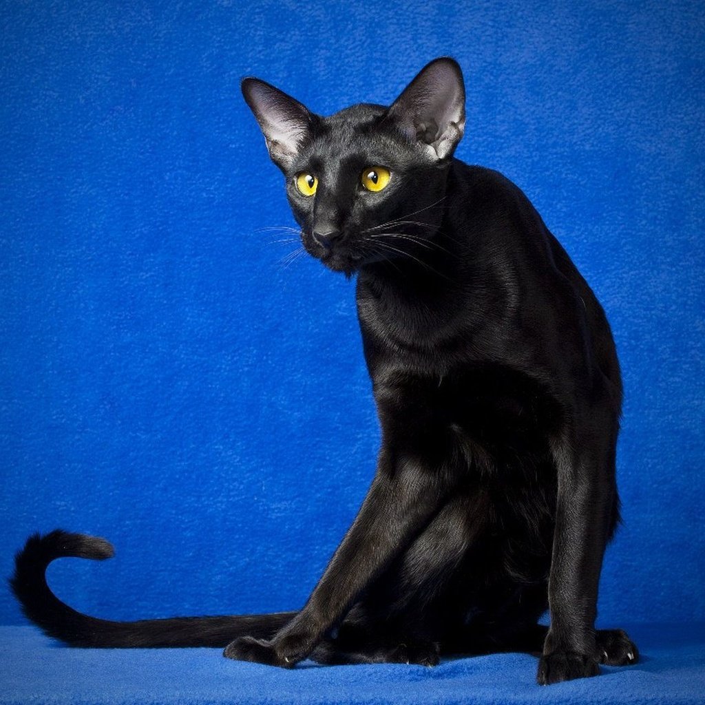 Сиамская Ориентальная кошка черная