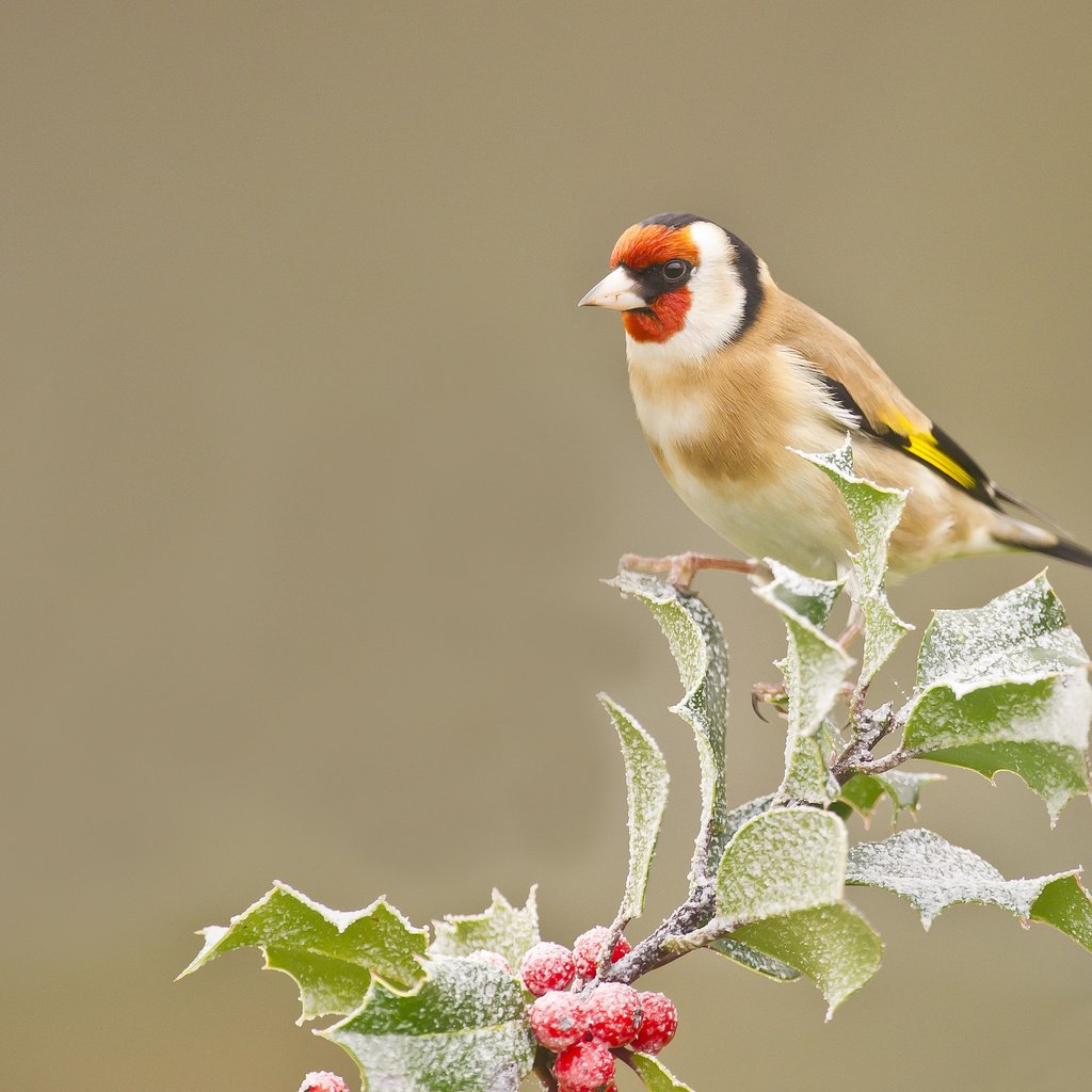 Обои ветка, листья, иней, птица, ягоды, оперение, щегол, branch, leaves, frost, bird, berries, tail, goldfinch разрешение 2048x1536 Загрузить