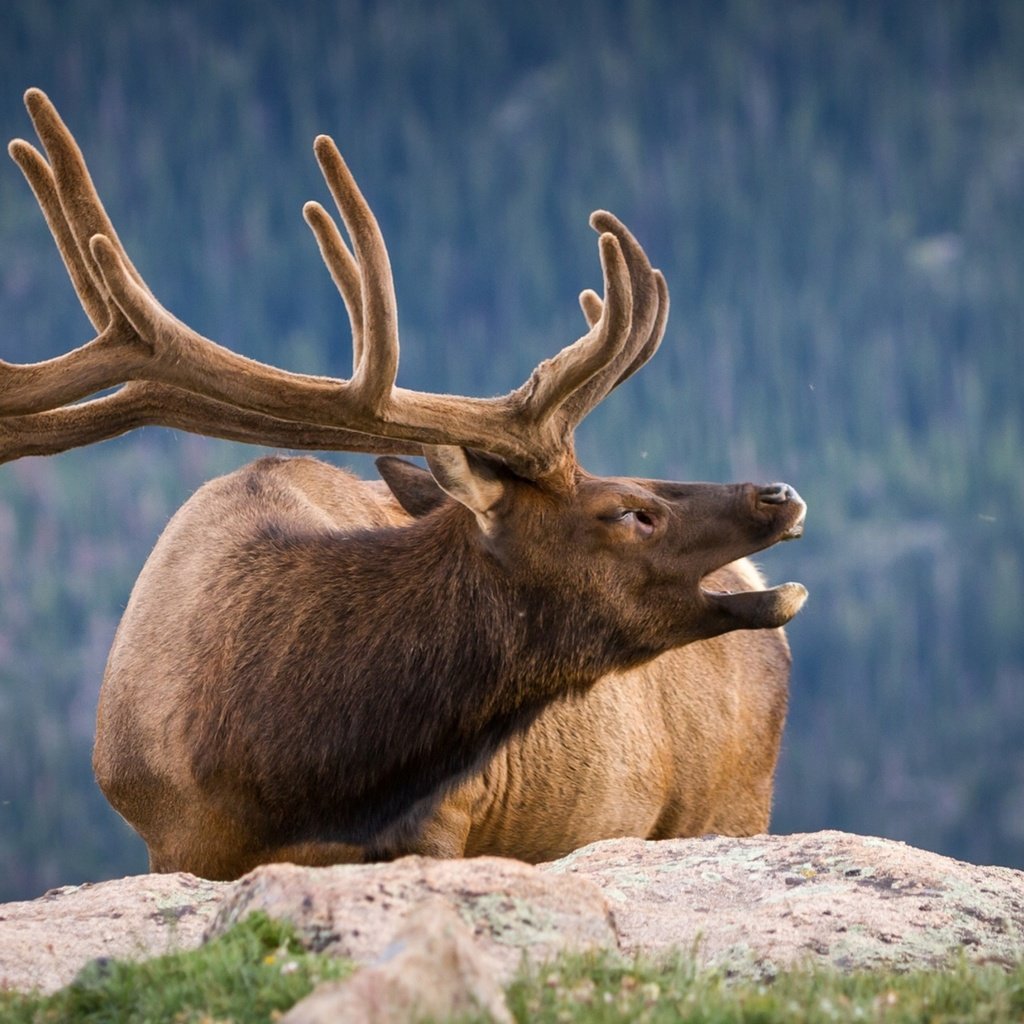 Обои природа, олень, камень, рога, nature, deer, stone, horns разрешение 1920x1280 Загрузить