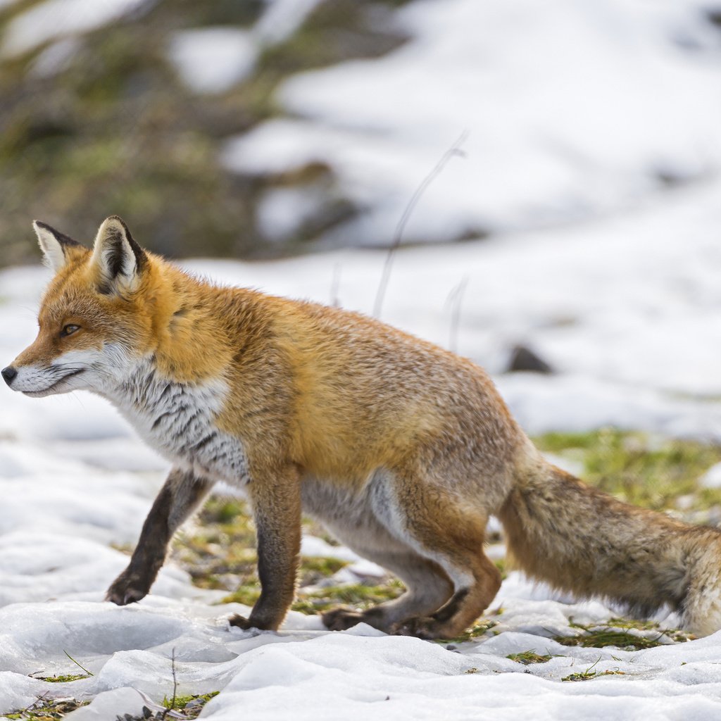 Обои снег, зима, лиса, прогулка, ветер, охота, snow, winter, fox, walk, the wind, hunting разрешение 2048x1363 Загрузить