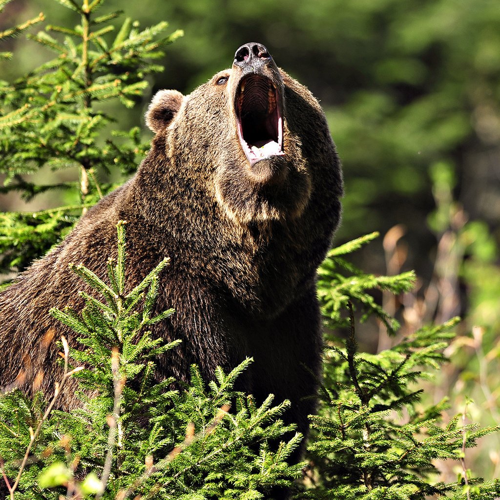 Обои лес, медведь, елки, пасть, бурый, рев, forest, bear, tree, mouth, brown, roar разрешение 1920x1080 Загрузить