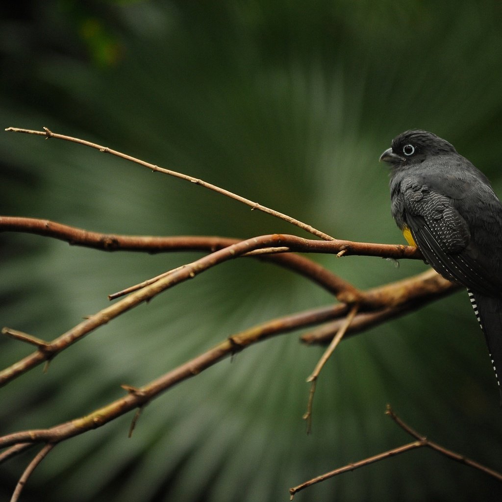 Обои ветка, дерево, птица, клюв, перья, черная, trogon caligatus, branch, tree, bird, beak, feathers, black разрешение 2560x1600 Загрузить