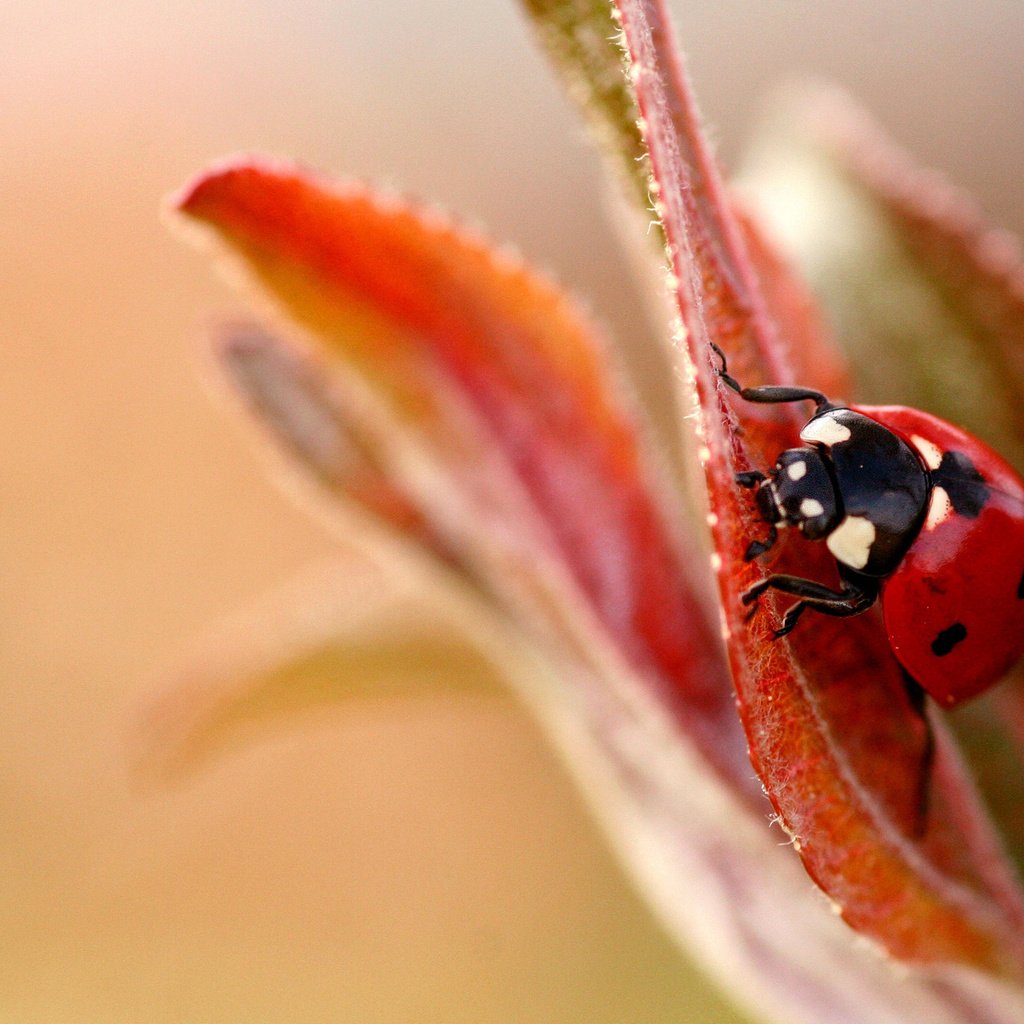 Обои макро, фон, божья коровка, размытость, cvetok, bozhya, korovka, listok, macro, background, ladybug, blur разрешение 1920x1200 Загрузить