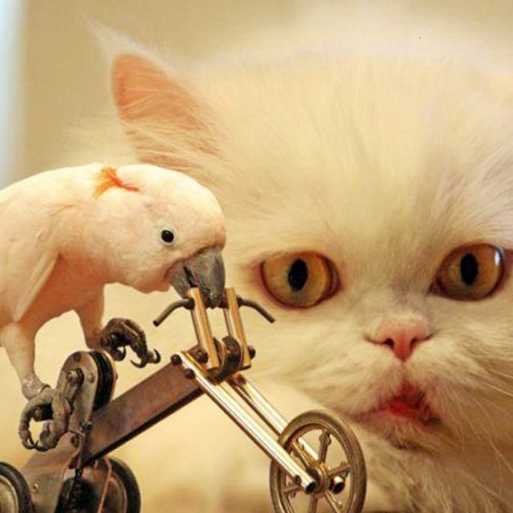 Обои кот, велосипед, попугай, cat, bike, parrot разрешение 2880x1800 Загрузить