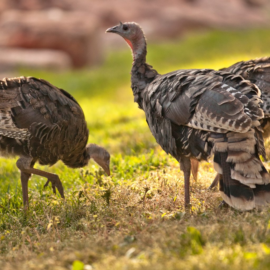 Обои трава, природа, птицы, клюв, перья, дрофа, grass, nature, birds, beak, feathers, bustard разрешение 2880x1800 Загрузить