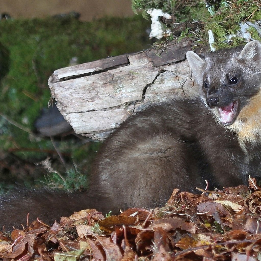 Обои трава, природа, листья, зверек, куница, осенние листья, grass, nature, leaves, animal, marten, autumn leaves разрешение 1920x1200 Загрузить