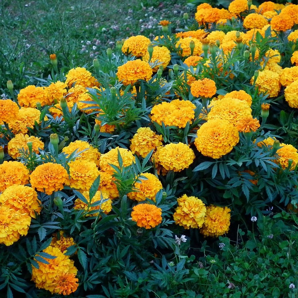 Обои бархатцы, цветы., желтые цветы, marigolds, flowers., yellow flowers разрешение 2048x1536 Загрузить