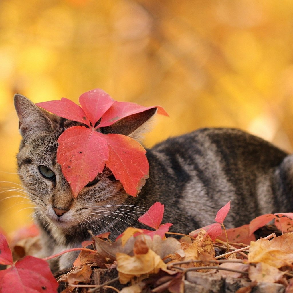 Котенок в осенней листве