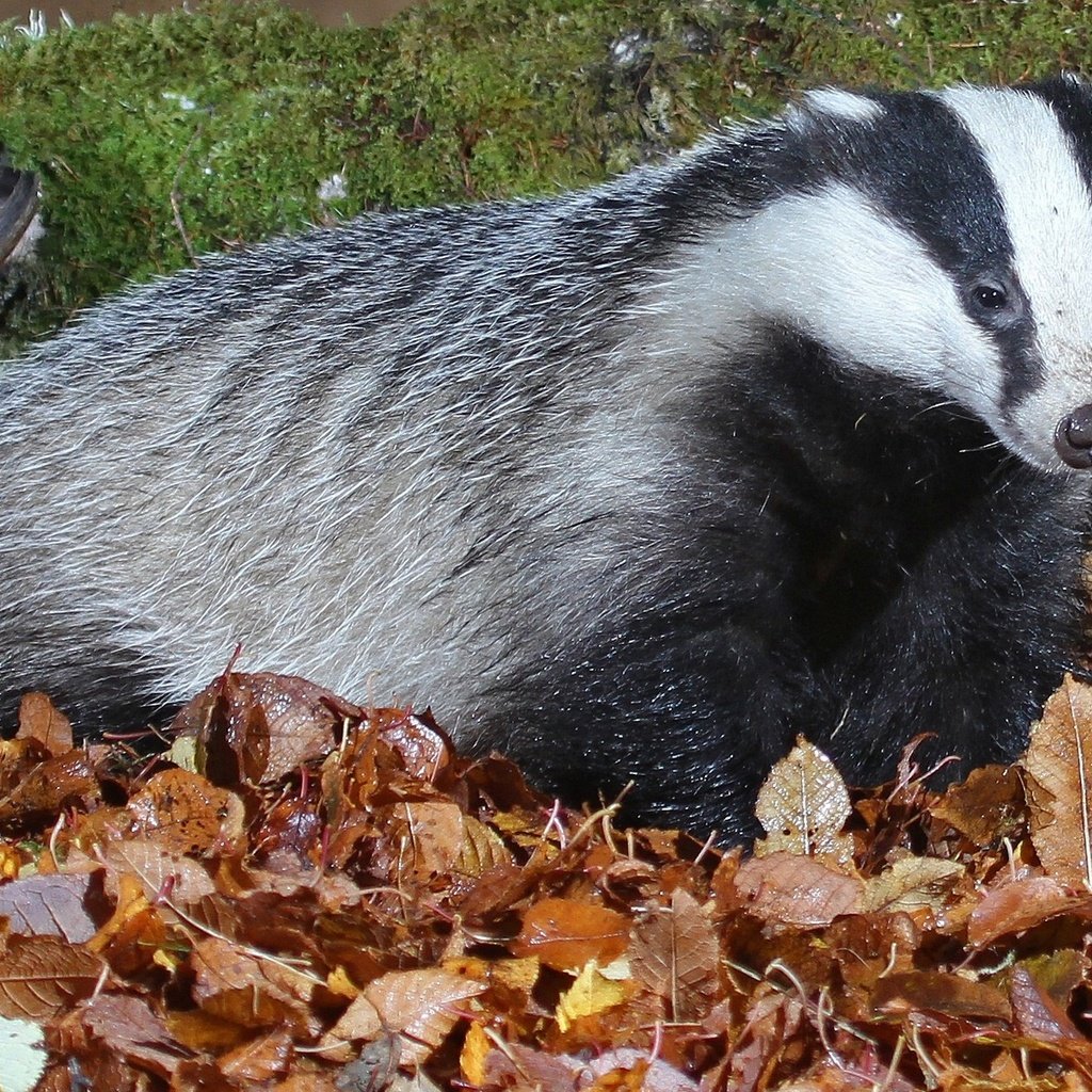 Обои природа, листья, мох, млекопитающее, барсуки, барсук, nature, leaves, moss, mammal, badgers, badger разрешение 2048x1271 Загрузить