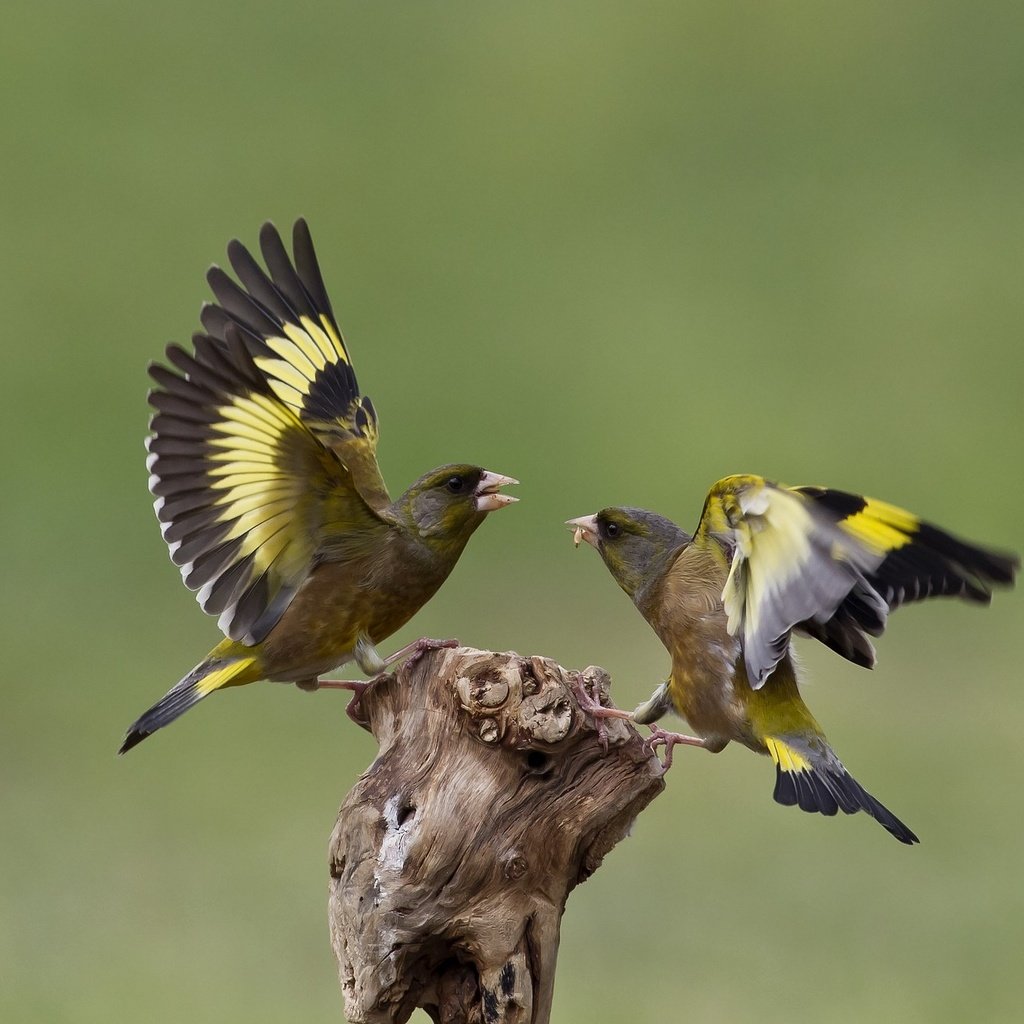 Обои природа, птицы, щегол, щеглы, ссора, nature, birds, goldfinch, goldfinches, fight разрешение 2048x1342 Загрузить