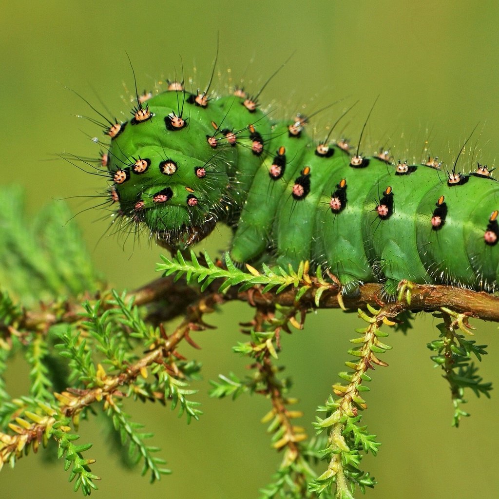 Обои макро, насекомые, растение, гусеница, macro, insects, plant, caterpillar разрешение 2048x1365 Загрузить