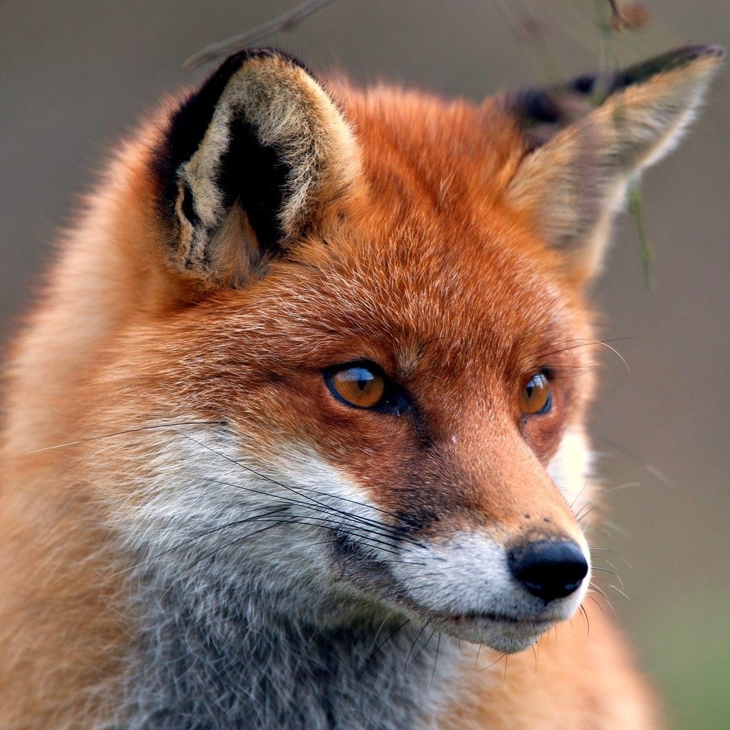 Взгляд лисы