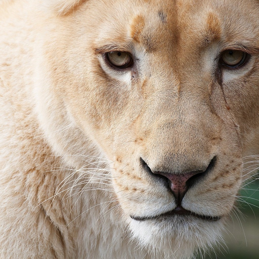 Обои кошка, взгляд, хищник, лев, львица, большая, дикая, cat, look, predator, leo, lioness, large, wild разрешение 2048x1360 Загрузить