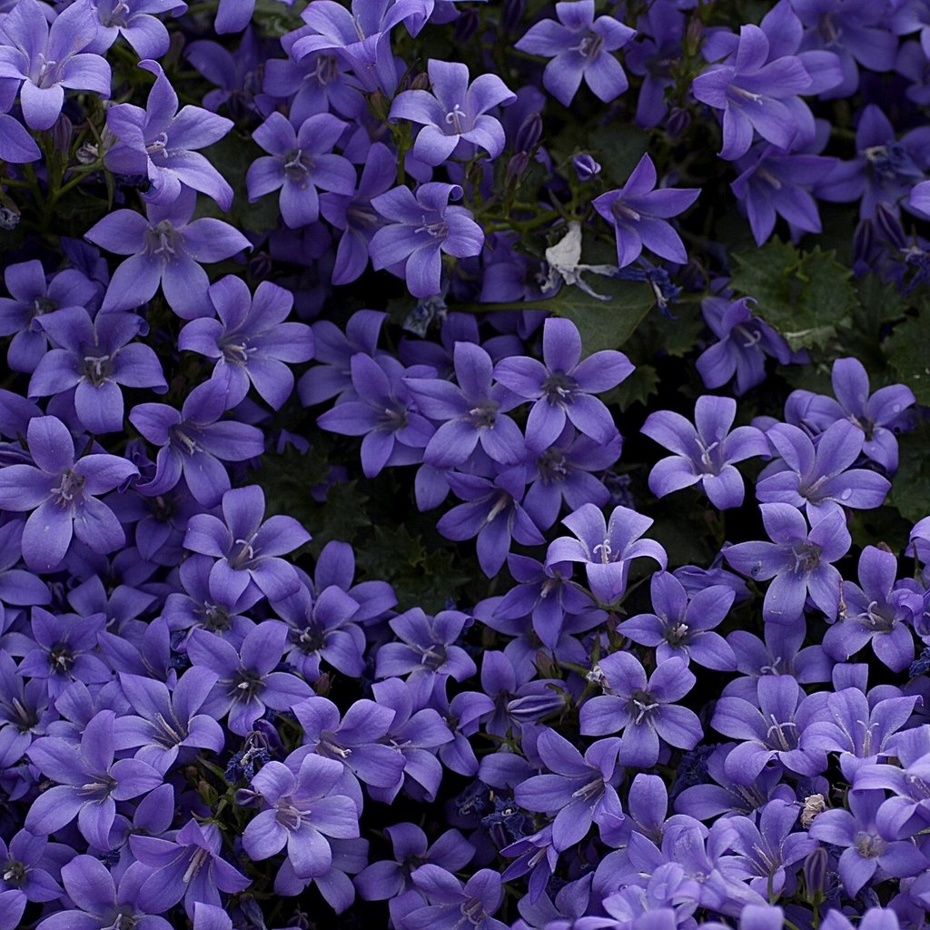 Обои цветы, колокольчики, ковер, фиолетовые, flowers, bells, carpet, purple разрешение 1920x1280 Загрузить