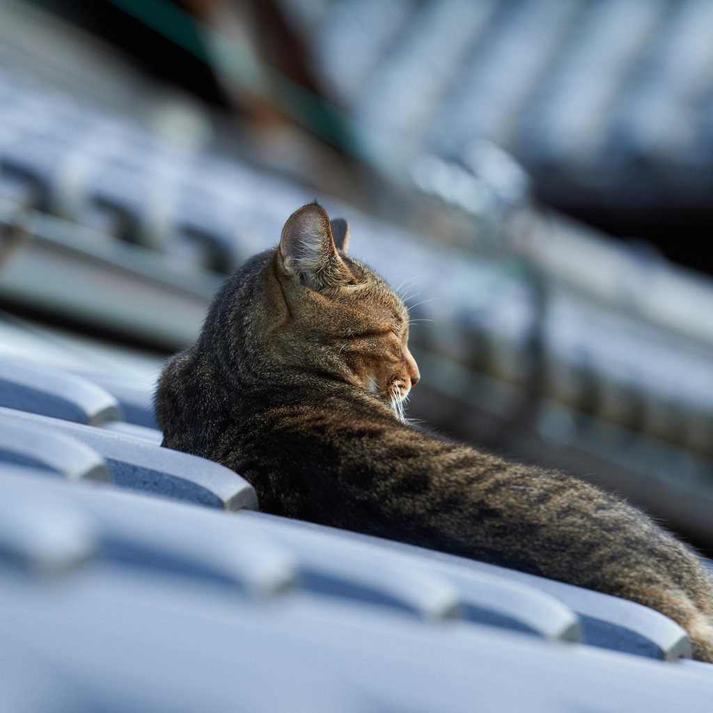 Обои кот, кошка, лежит, крыша, черепица, cat, lies, roof, tile разрешение 1920x1200 Загрузить