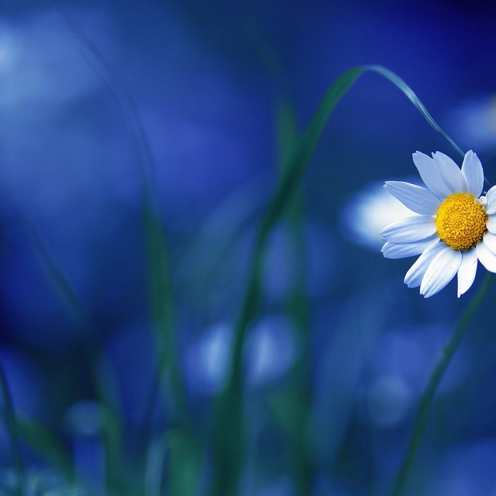 Обои макро, цветок, ромашка, ромашки, синий фон, macro, flower, daisy, chamomile, blue background разрешение 1920x1280 Загрузить