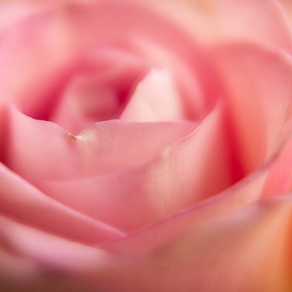 Обои макро, цветок, роза, лепестки, macro, flower, rose, petals разрешение 1920x1080 Загрузить
