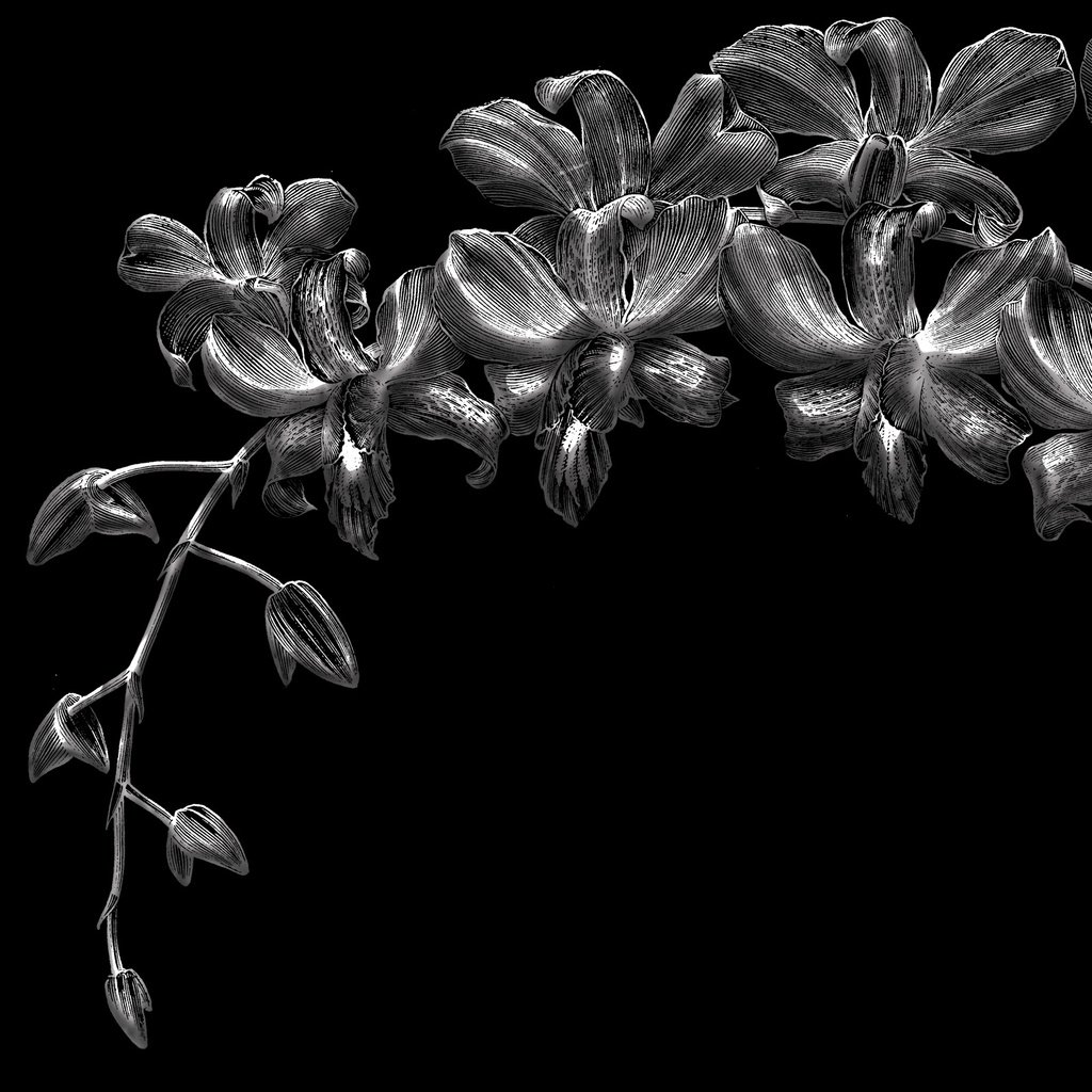 Обои цветы, черный фон, орхидеи, flowers, black background, orchids разрешение 2560x1600 Загрузить