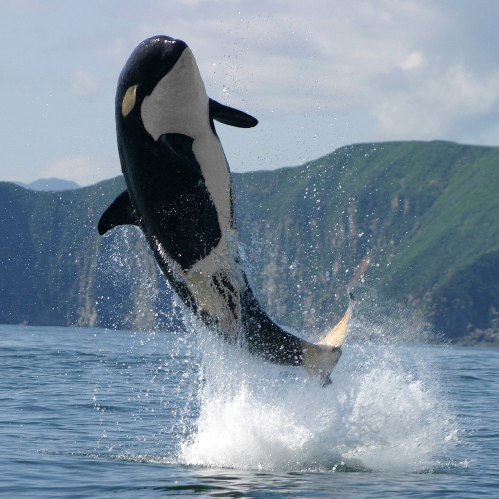 Обои фон, море, животные, касатка, background, sea, animals, whale разрешение 2560x1600 Загрузить
