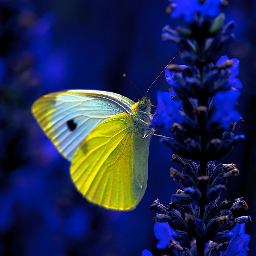 Бабочка желто голубая