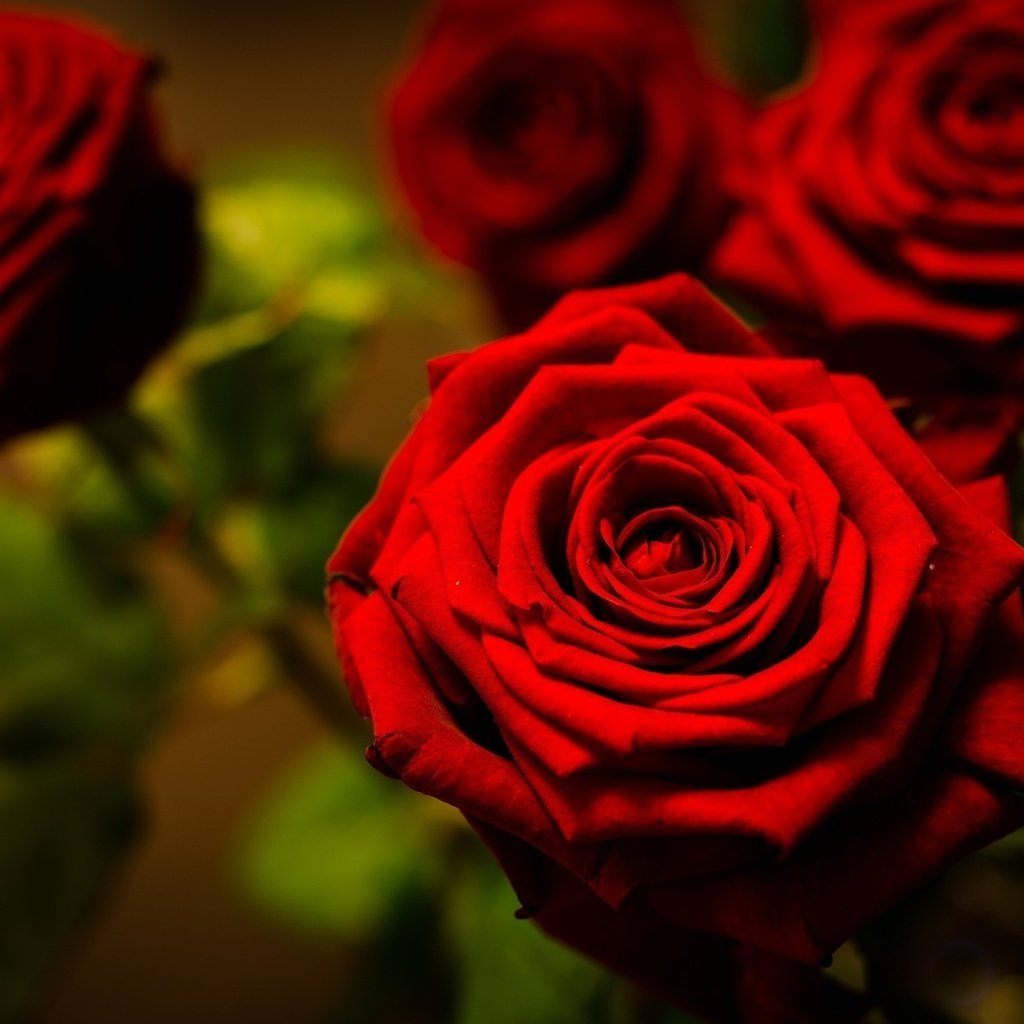 Обои цветы, макро, фото, розы, красный, flowers, macro, photo, roses, red разрешение 1920x1200 Загрузить
