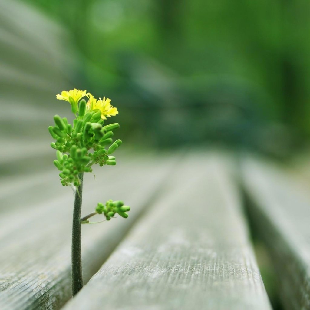 Обои цветок, скамейка, проросток сквозь скамейку, flower, bench, the seedling through the bench разрешение 1920x1200 Загрузить