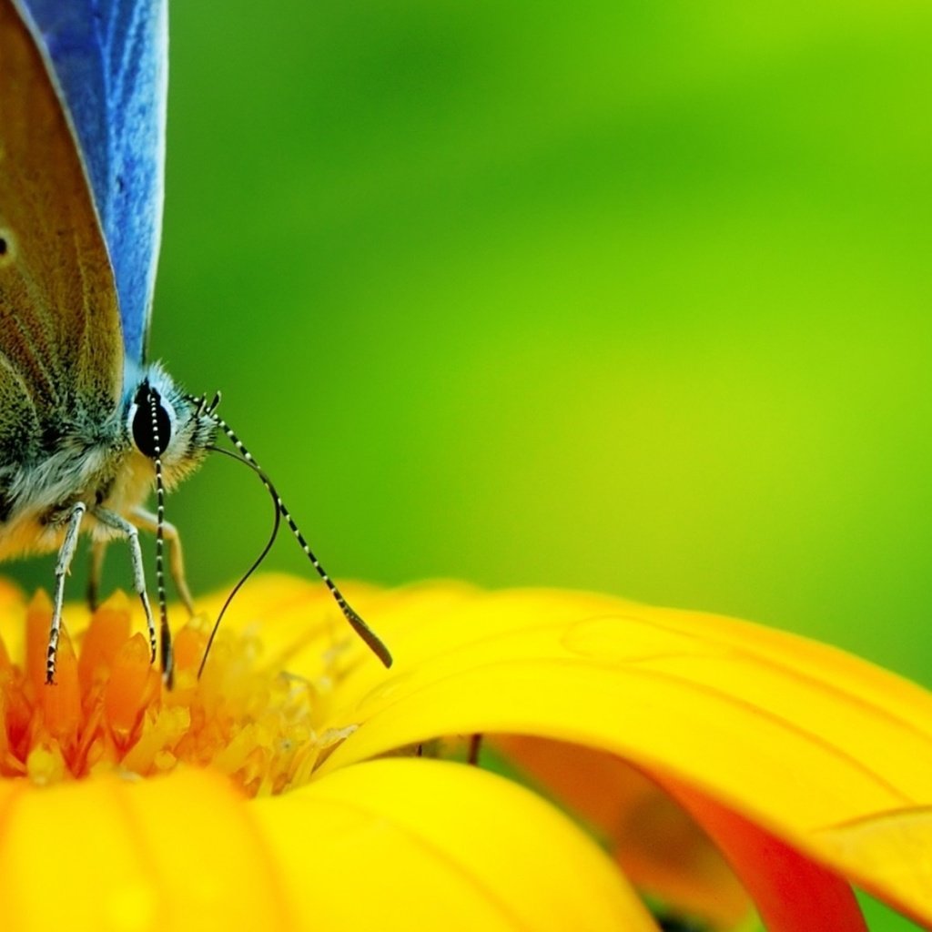 Обои бабочка с интересным окрасом, butterfly with interesting markings разрешение 1932x1208 Загрузить