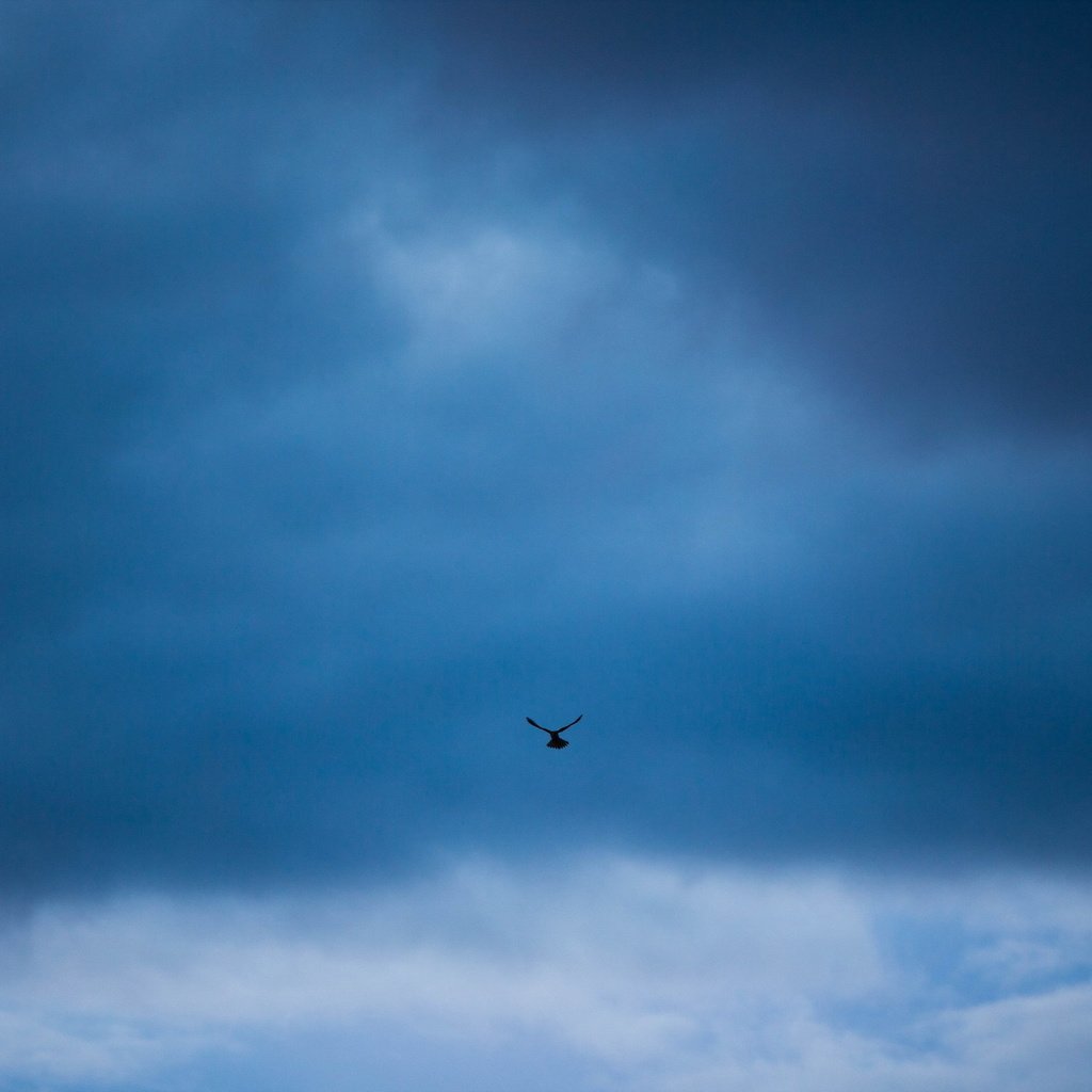 Обои небо, минимализм, птица, the sky, minimalism, bird разрешение 1920x1200 Загрузить