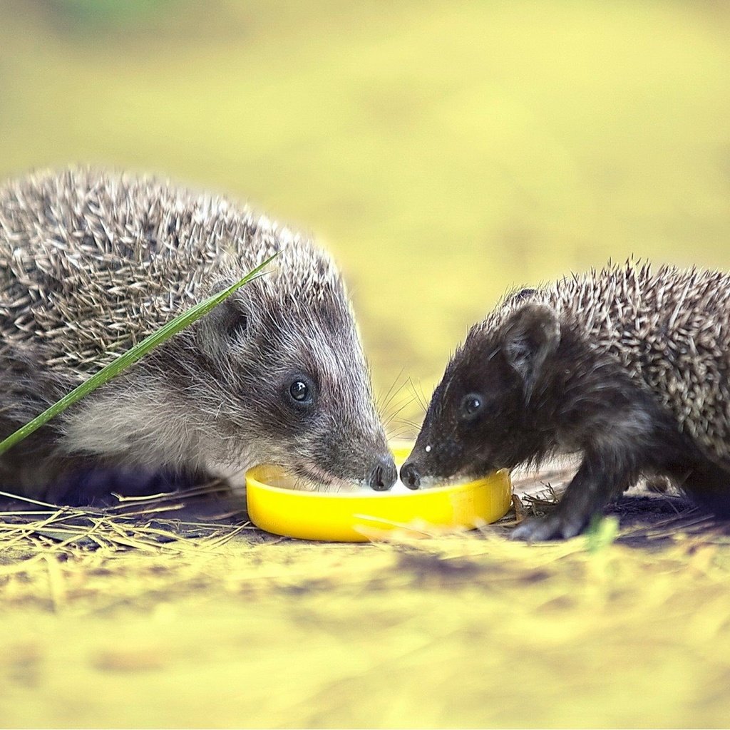 Обои природа, фон, ежики, семейство, пьют молоко, nature, background, hedgehogs, family, drink milk разрешение 1920x1200 Загрузить