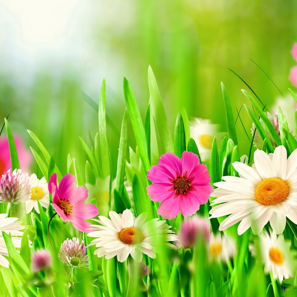 Обои цветы, клевер, поле, весна, ромашки, flowers, clover, field, spring, chamomile разрешение 1920x1200 Загрузить