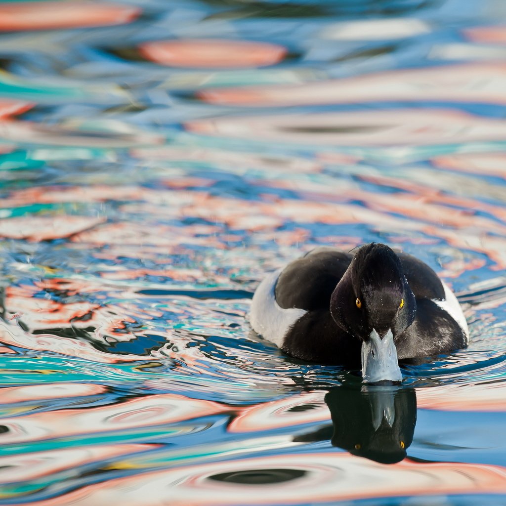 Обои вода, природа, птица, утка, water, nature, bird, duck разрешение 2560x1600 Загрузить