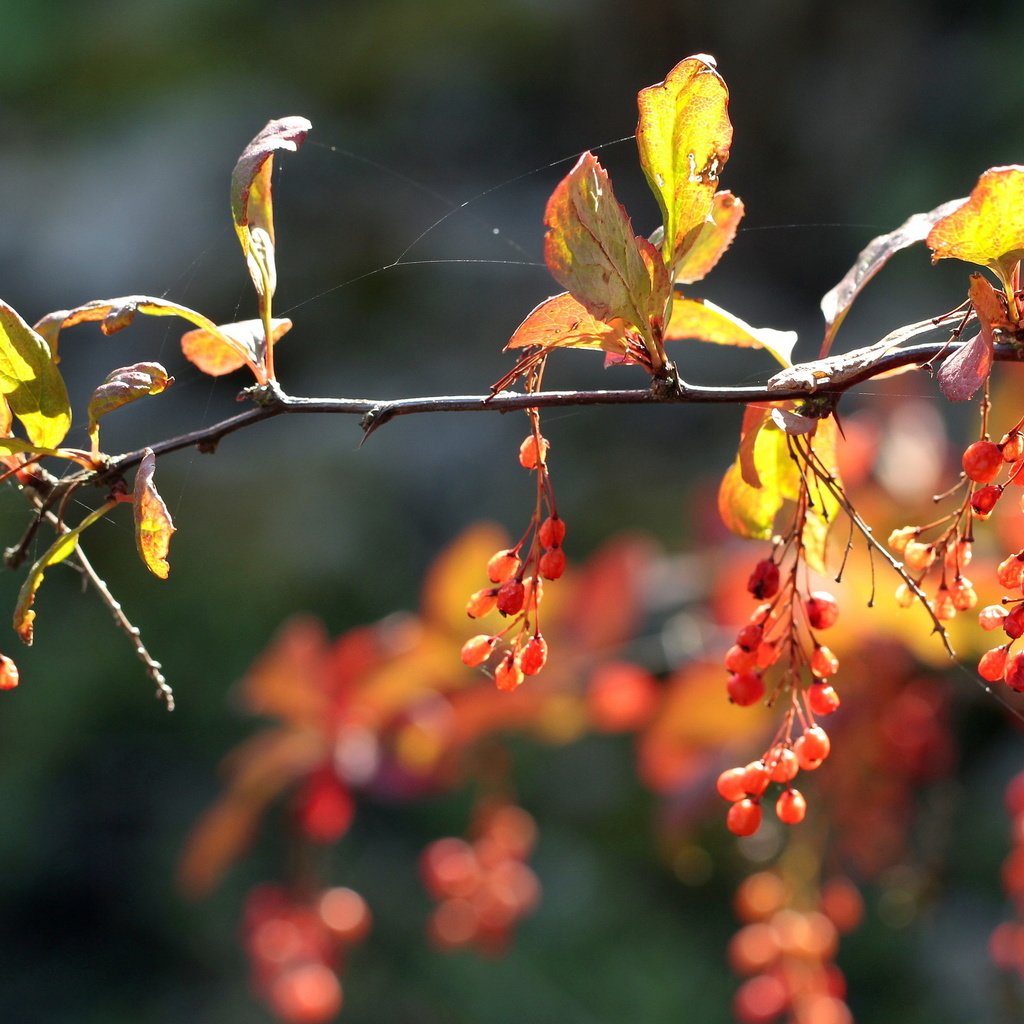 Обои ветка, природа, листья, осень, ягоды, плоды, branch, nature, leaves, autumn, berries, fruit разрешение 2560x1600 Загрузить