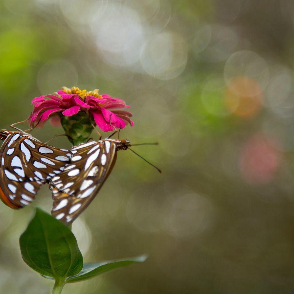 Обои цветок, насекомые, бабочки, flower, insects, butterfly разрешение 2048x1365 Загрузить