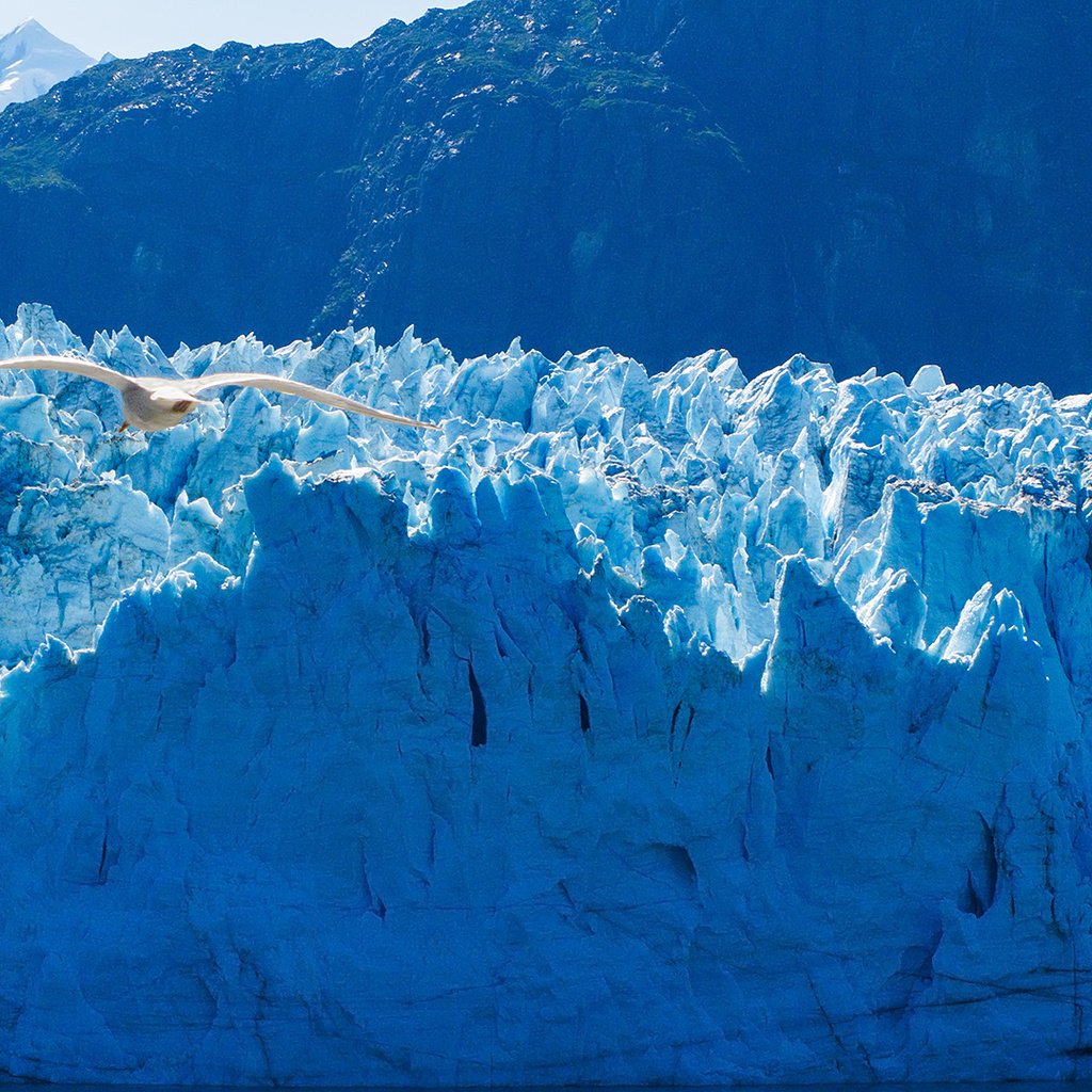 Обои птица, аляска, айсберги, ледники, bird, alaska, icebergs, glaciers разрешение 1920x1080 Загрузить