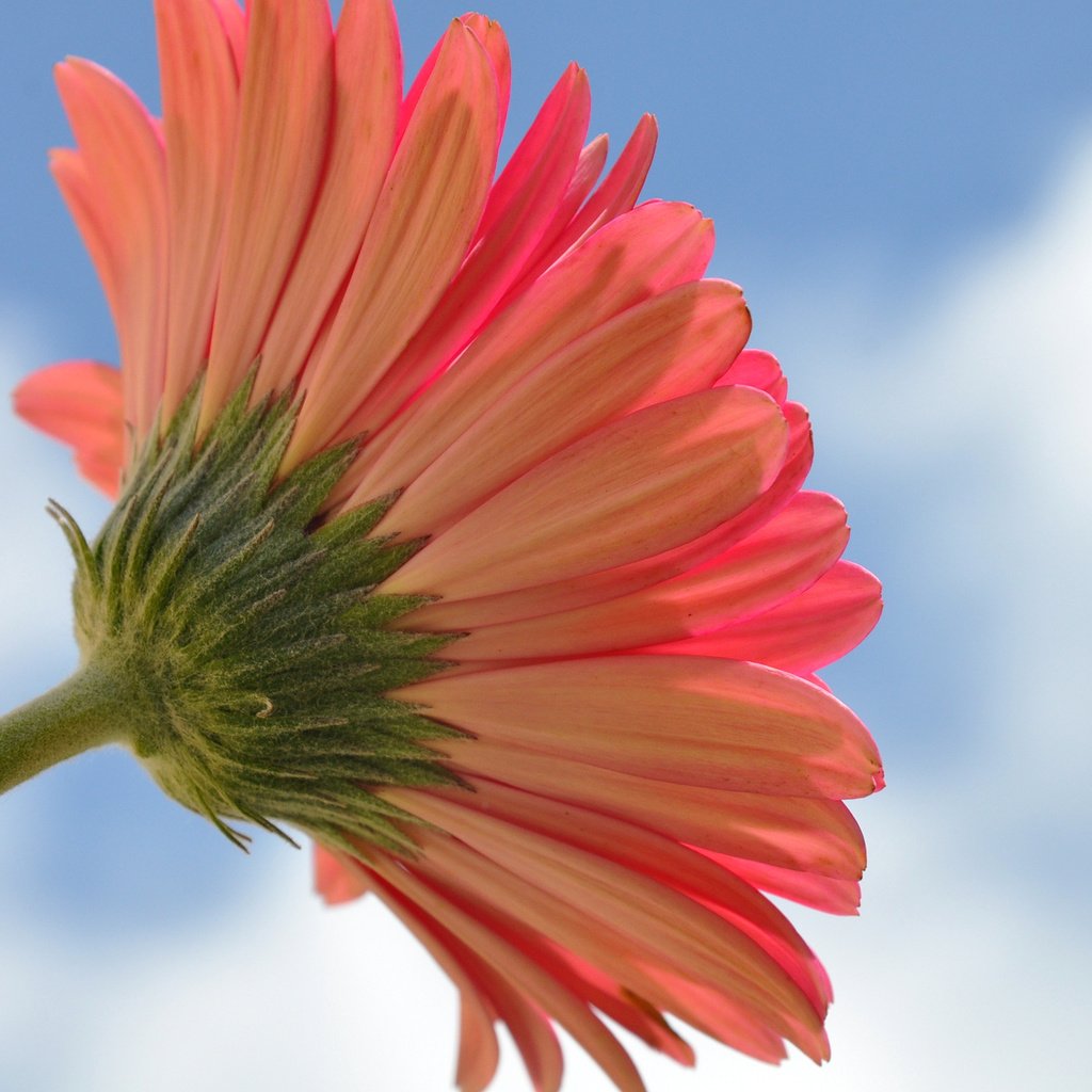 Обои небо, макро, цветок, гербера, the sky, macro, flower, gerbera разрешение 2048x1360 Загрузить