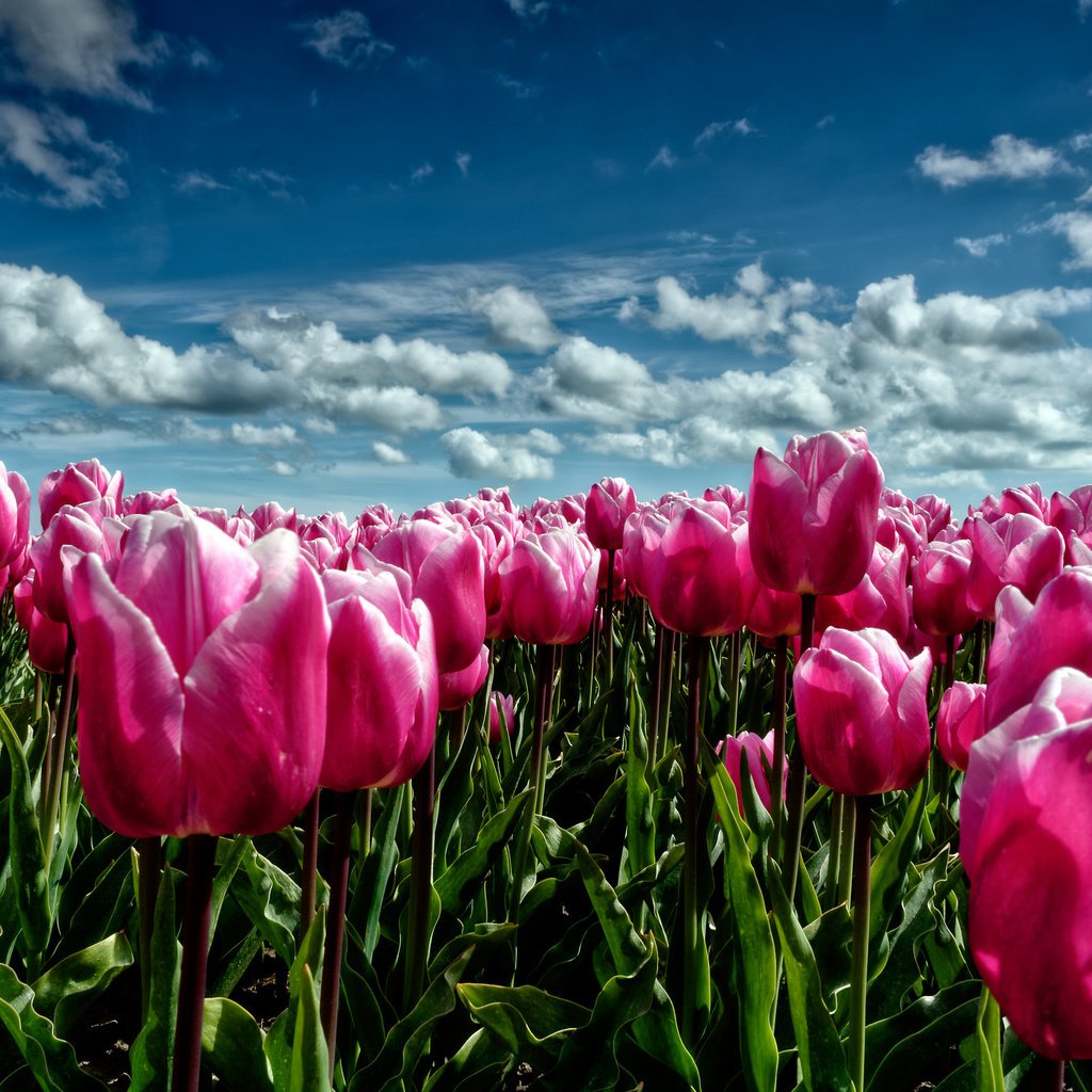 Обои небо, цветы, облака, поле, луг, весна, тюльпаны, розовые, the sky, flowers, clouds, field, meadow, spring, tulips, pink разрешение 2048x1365 Загрузить