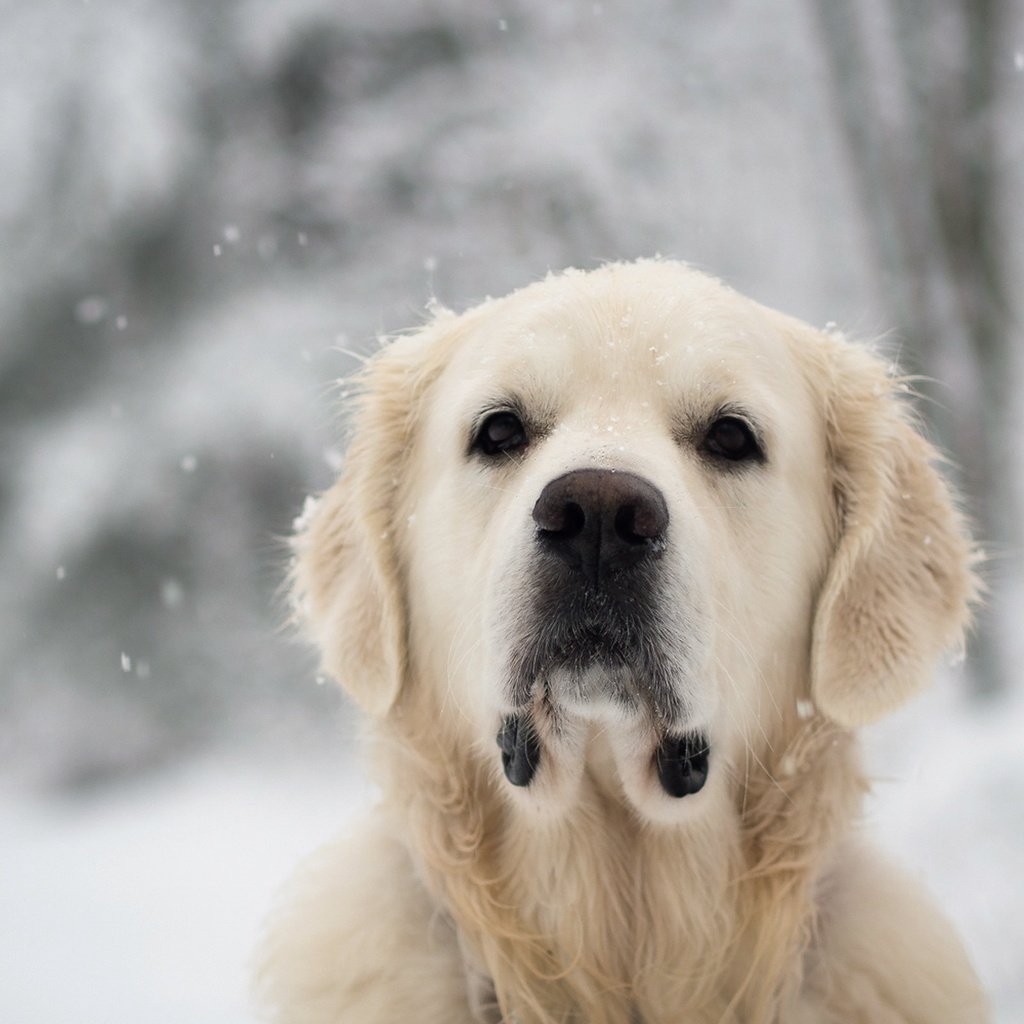 Обои снег, взгляд, собака, лабрадор, золотистый ретривер, snow, look, dog, labrador, golden retriever разрешение 1920x1200 Загрузить