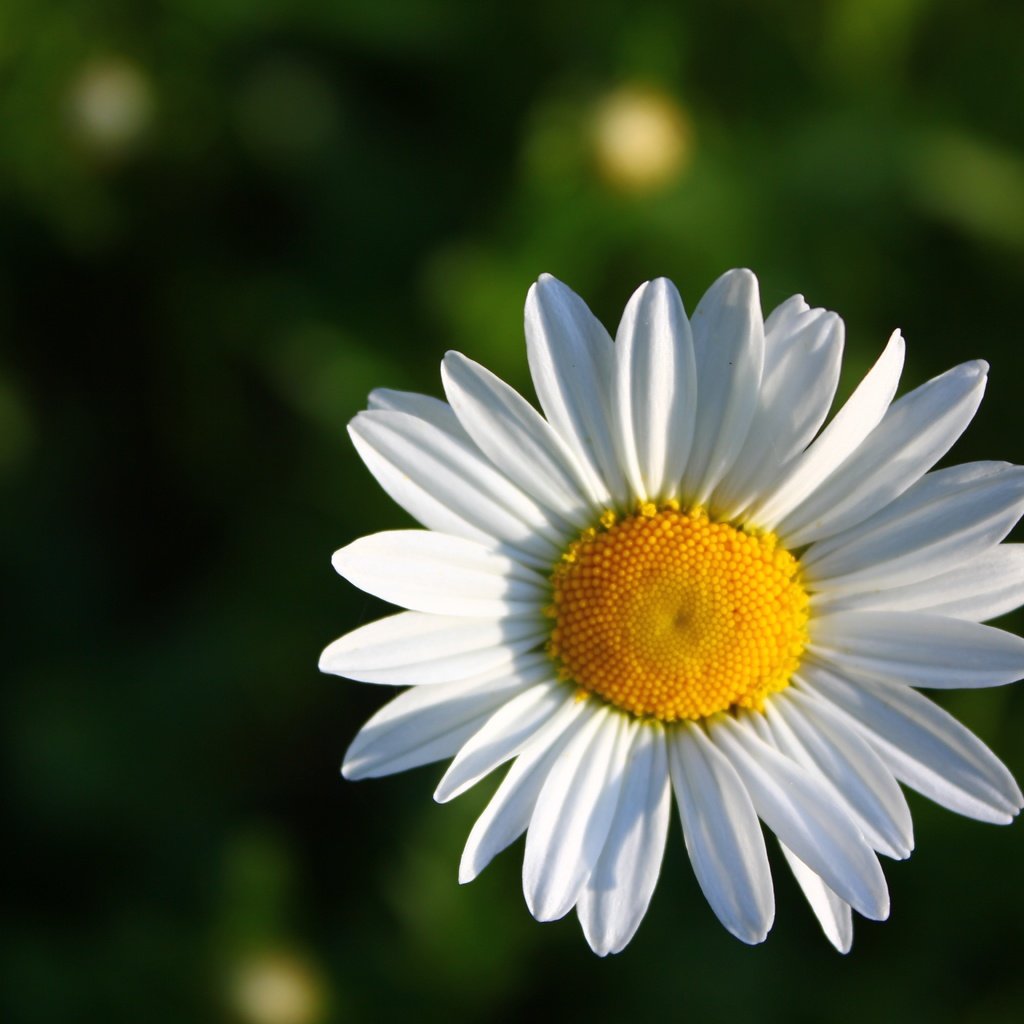 Обои зелёный, фон, цветок, ромашка, green, background, flower, daisy разрешение 5184x3456 Загрузить