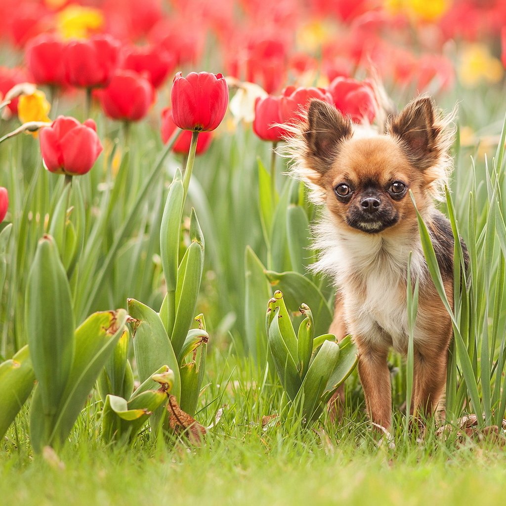 Обои цветы, трава, собака, тюльпаны, чихуахуа, flowers, grass, dog, tulips, chihuahua разрешение 1920x1200 Загрузить