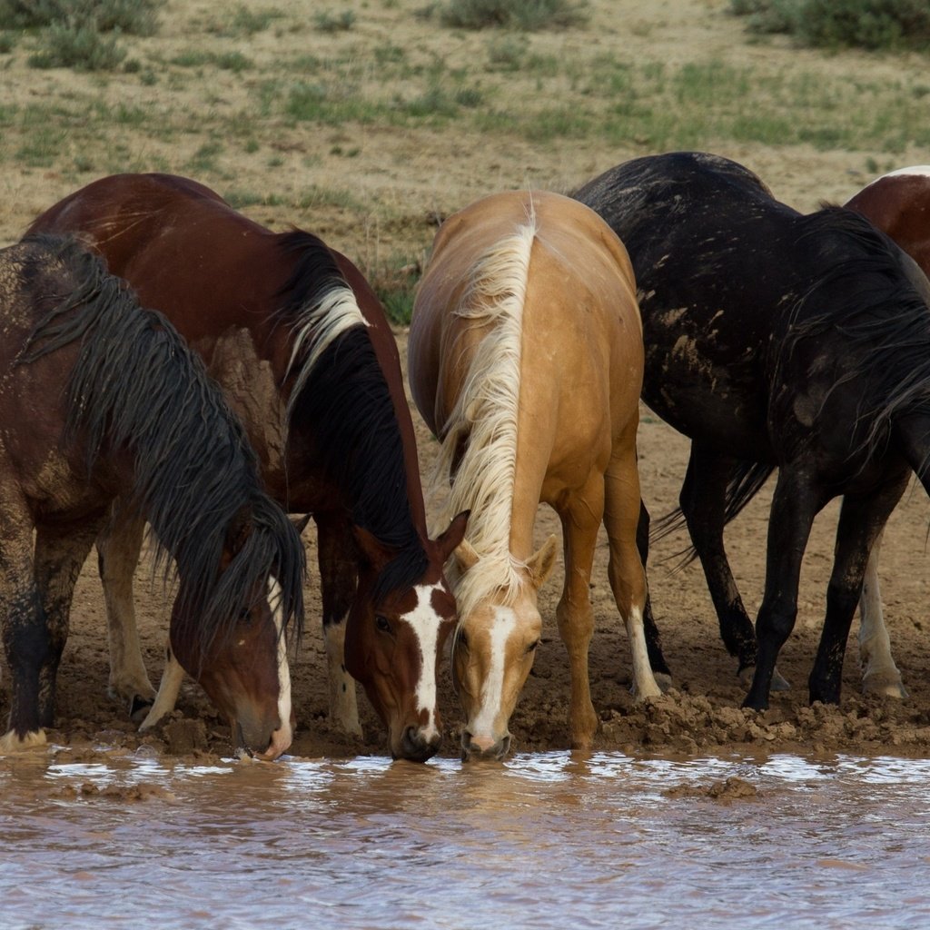 Обои лошади, кони, водопой, табун, horse, horses, drink, the herd разрешение 3400x1825 Загрузить