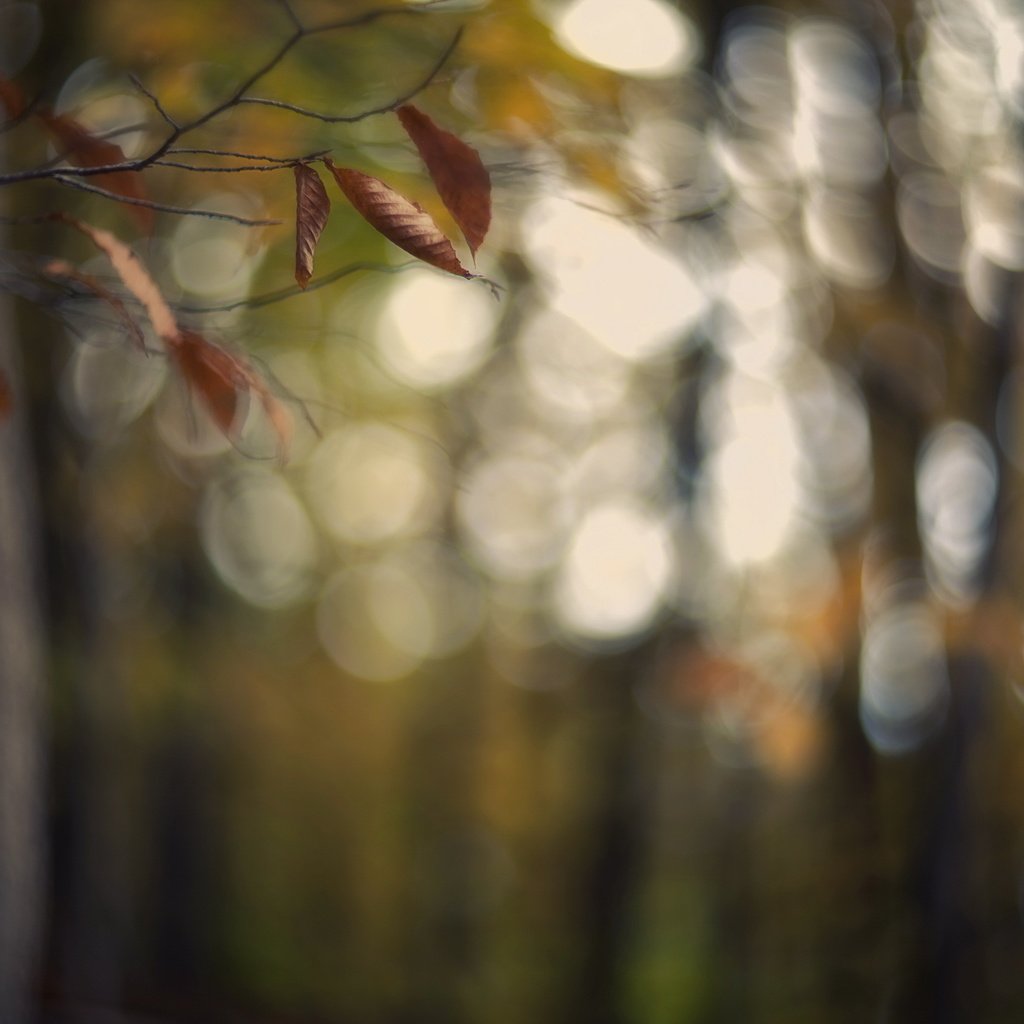 Обои ветка, листья, фон, осень, блики, branch, leaves, background, autumn, glare разрешение 2560x1707 Загрузить