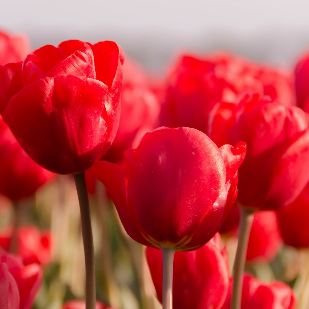 Обои цветы, природа, красные, весна, тюльпаны, flowers, nature, red, spring, tulips разрешение 2560x1600 Загрузить