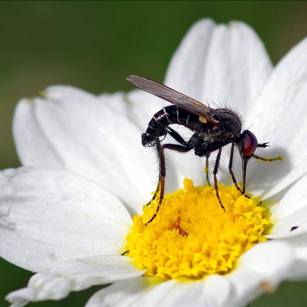 Обои макро, насекомое, цветок, белый, муха, ziva & amir, macro, insect, flower, white, fly разрешение 1994x1406 Загрузить