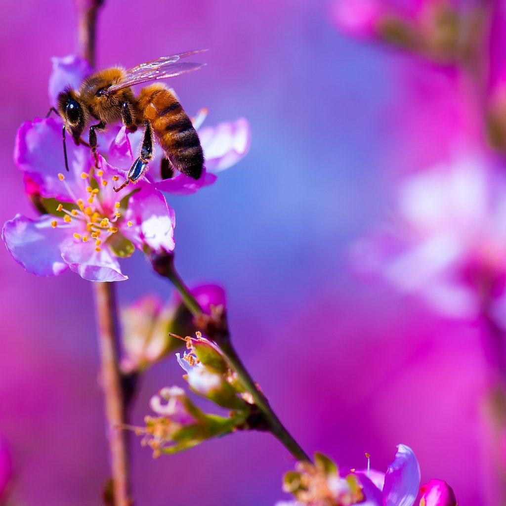 Обои цветы, макро, насекомое, фон, пчела, flowers, macro, insect, background, bee разрешение 2048x1363 Загрузить